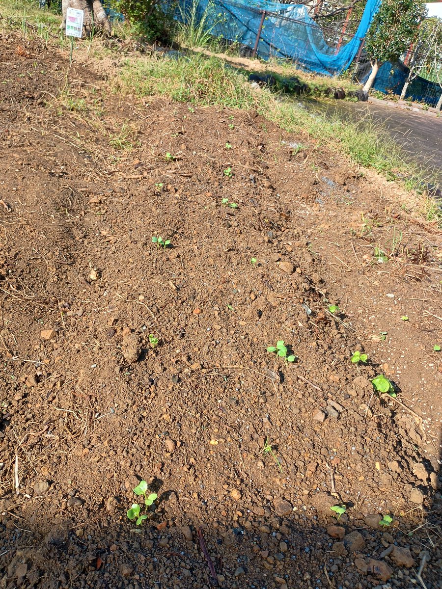 hojo_papa's tweet photo. おはようございます。大根とサラダ水菜を適当に種まきしてみましたが 芽が出てきました！！ https://t.co/DAu2dKVpS6