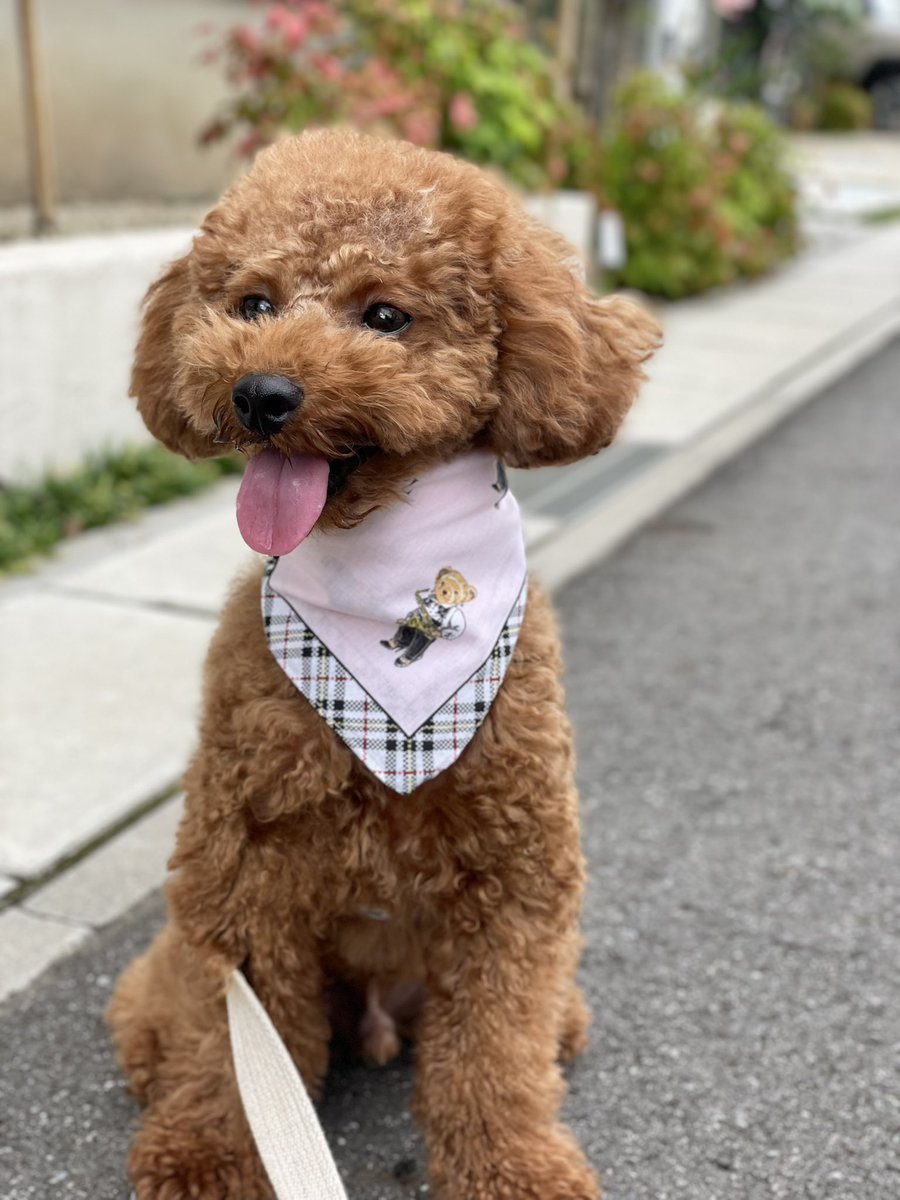 MionanoiM's tweet photo. おっはよー☀️

#toypoodle #トイプードル #犬のいる暮らし https://t.co/kf3uvzY2aR