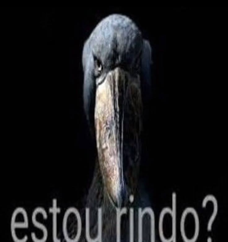 ahriri_zz's tweet photo. o passaro da raça "estou rindo?" no ff14 https://t.co/BVCy36z9uU