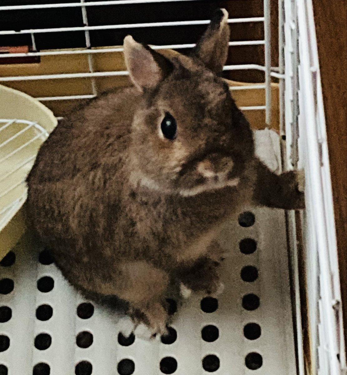 usausaMomoko's tweet photo. #うさぎがいる暮らし
え、エサまだ、、? https://t.co/3E2s2AlcgD