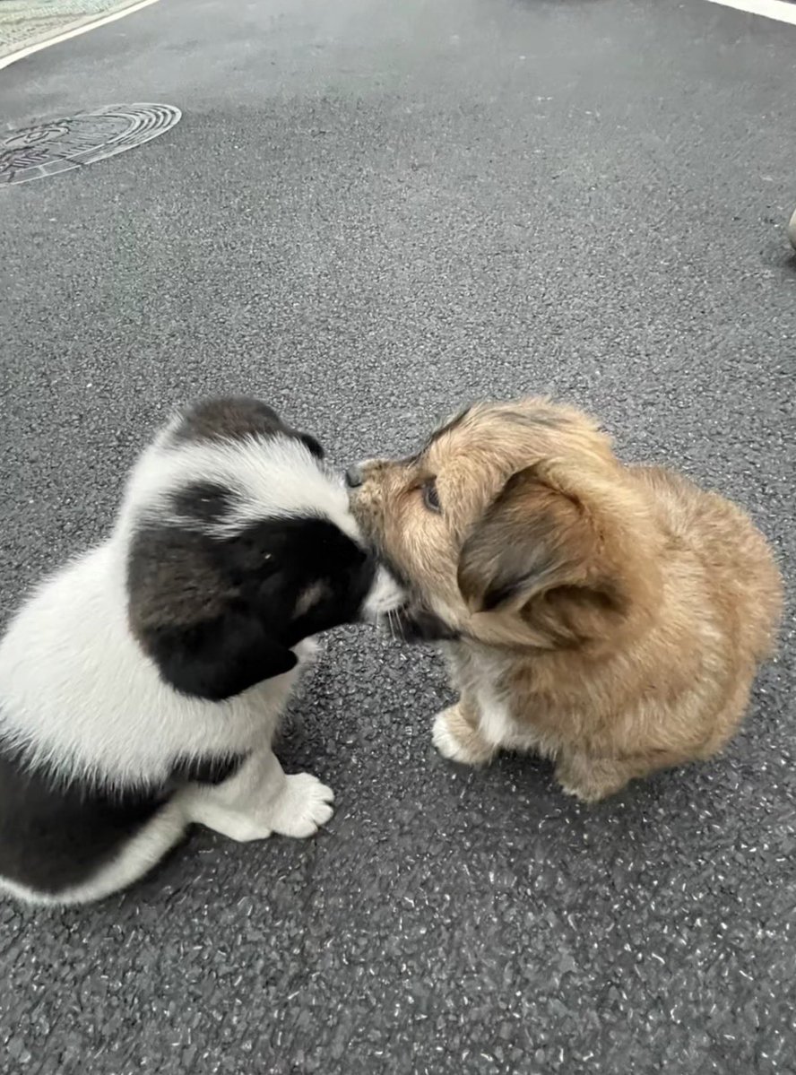 twaniimals's tweet photo. https://t.co/n9rmePidef