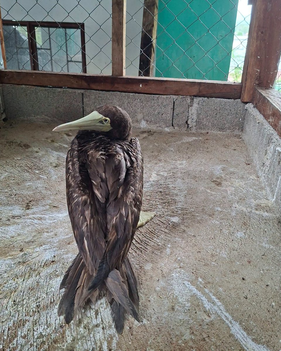 gmanews's tweet photo. LOOK: A banded Brown Booby from the Tubbataha conservation program was retrieved along the shoreline of Barangay Antonino, Labason, Zamboanga del Norte on October 1.

The Brown Booby was turned over for documentation and physical assessment, according to DENR.

Courtesy: DENR Zamboanga Peninsula

Visit https://t.co/KqDTBMbTQD for more updates.