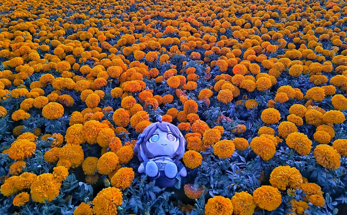 i_nefely's tweet photo. Ya va a pasar un año de estás fotos. Que linda se ve la Meicaluche. 🥹
✨🌼🏵️ https://t.co/HXsQlTTPns