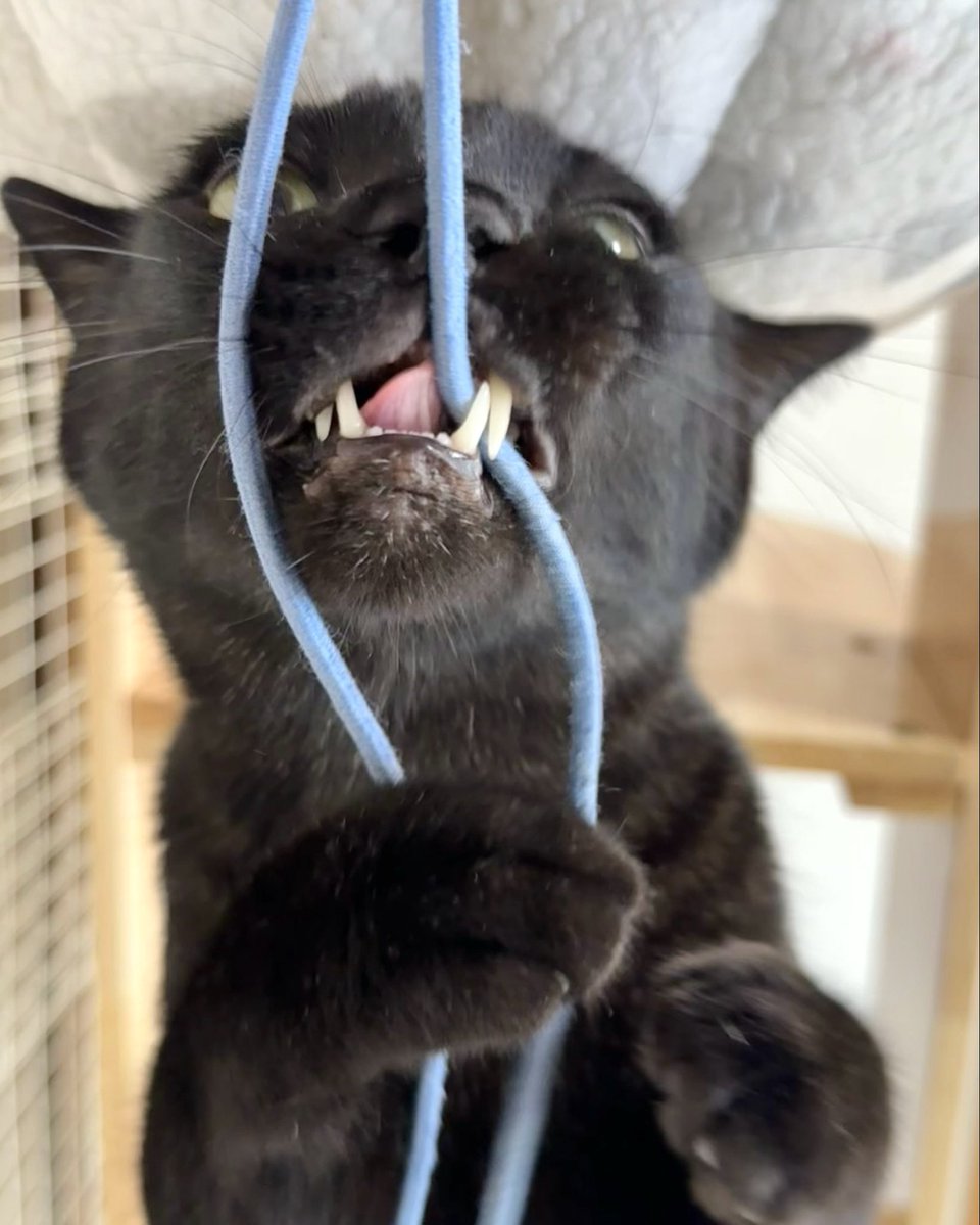 NenekokoC's tweet photo. 迫力満点ひも遊び✨🧵💥🐈‍⬛
#紐遊び

#ここ #ねねここ #土アップ祭
#どあっぷ #ドアップ

#猫 #黒猫 #くろねこ #保護猫 #blackcat https://t.co/55rh7SO0RK