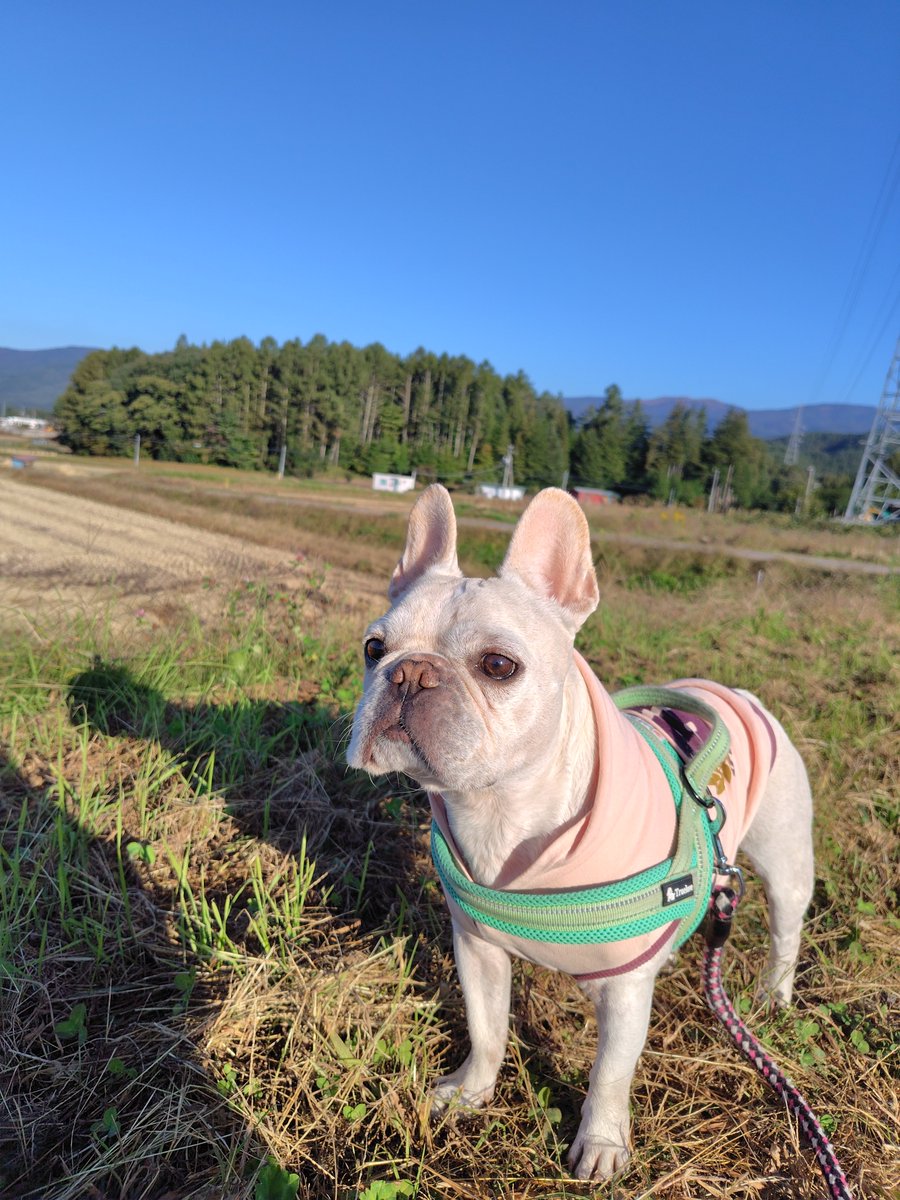 choufukuboz's tweet photo. 三連休の初日。
快晴で暖かい。☀️
コキアも真っ赤になってきた、もう紅葉の時期🍁 https://t.co/L6eL33jEBE