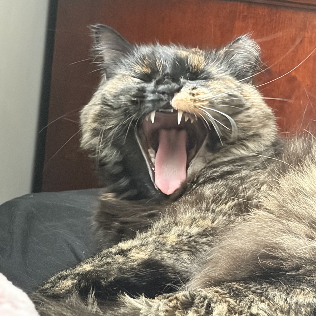 Vel0ur_Moth's tweet photo. Names that I call my cat 
- Coraline 
-cora
-corebear 
- mc fluffy pants 
-big stink 
-big stink not the little 
-moist cheese 
-chonk chonk
-big chonk
-wide body hell cat 
-stink monster 
- lord floof
-sasscake
-big momma (no kids) https://t.co/YQIB8Fuc6l