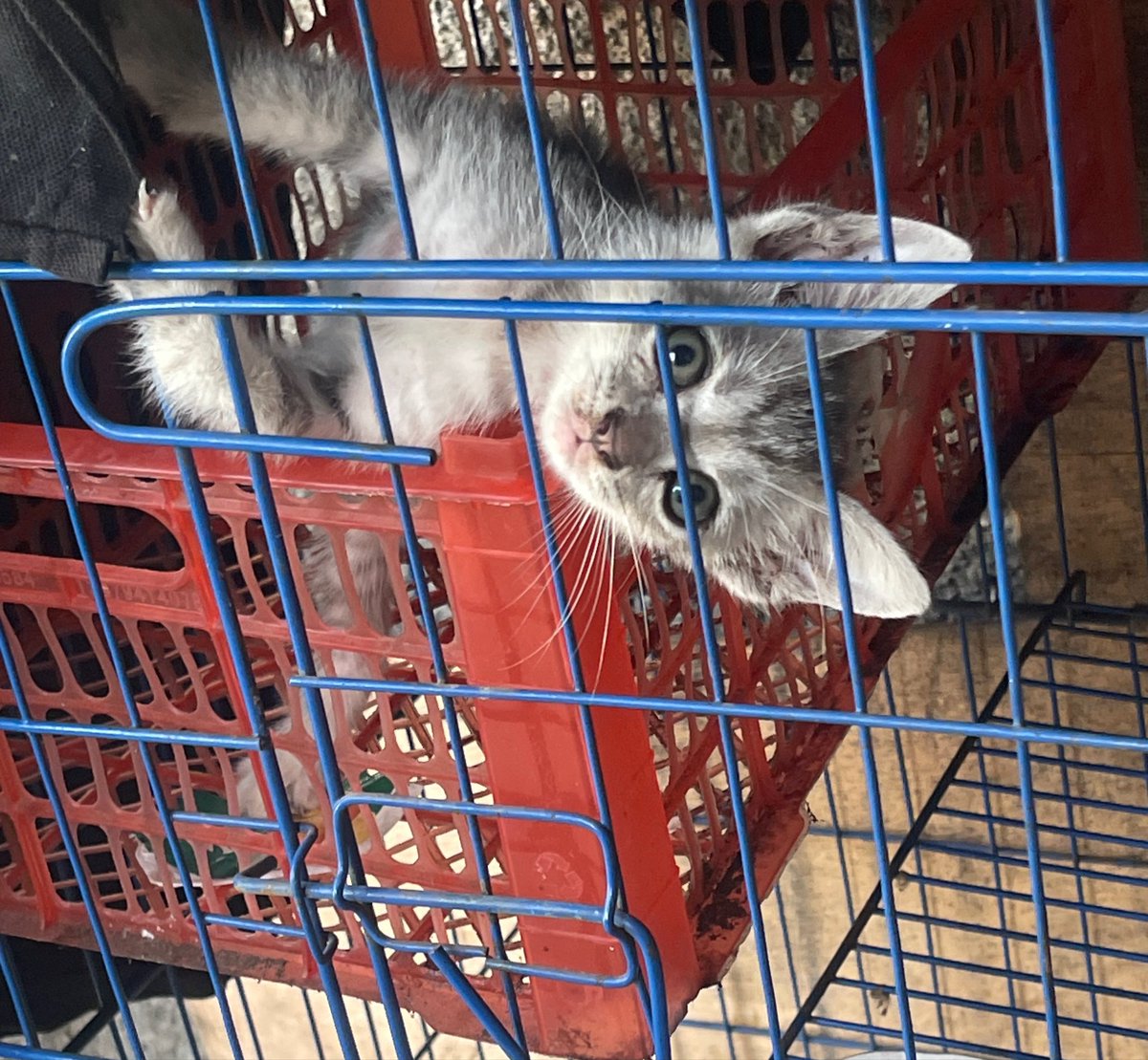 Ccaaii00's tweet photo. @dellunera Sama kaya anak kucing gw ka wkwk https://t.co/VkghTka7kB