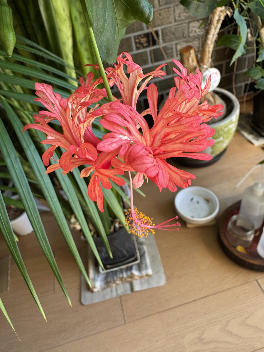 chahanXL's tweet photo. 風鈴仏桑花（ハイビスカス）が咲いた〜
育て始めて１年半 やっとだー
それでもつぼみは２つだけだから ちょっと難しいなぁ

写真は育て初めの頃と今日咲いた様子 https://t.co/YPRWInEZoT