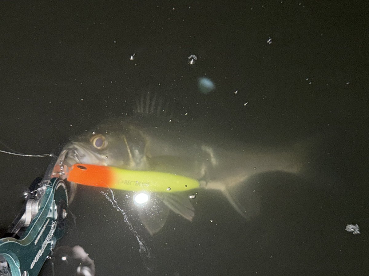 Seabass_Quest's tweet photo. 久しぶりのシーバス🎣

ポイント外したかなーと思ったけど、ポツポツ釣れてくれました…笑

最小25㎝位から58㎝まで4本！
PSCの秋オータムキャンペーン2026前夜祭🎉

#シーバス
#ブランジーノCGS
#popseacrew 
#モウラ105s
#レクター111f
#大野ゆうき https://t.co/KIb6XKGp6U
