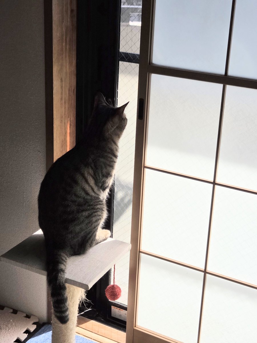 ichigono0706's tweet photo. ミドくん、ニャルソック。
あ、気付かれちゃった🤭
#猫のいる暮らし
#ニャルソック https://t.co/r1ThI48Gn1