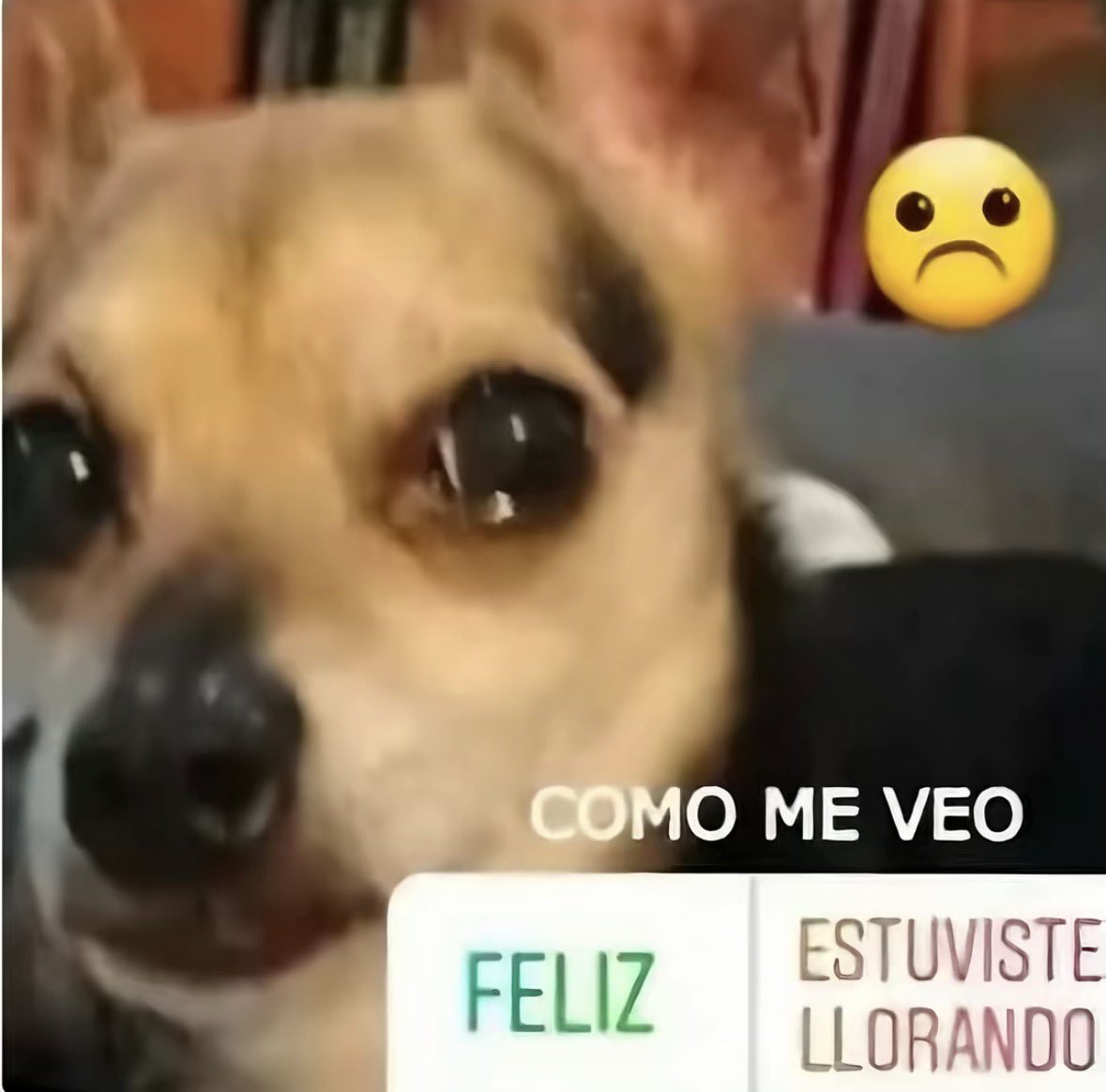 crybabyhours's tweet photo. aveces me siento como ese perrito https://t.co/VSrjtbLSi8