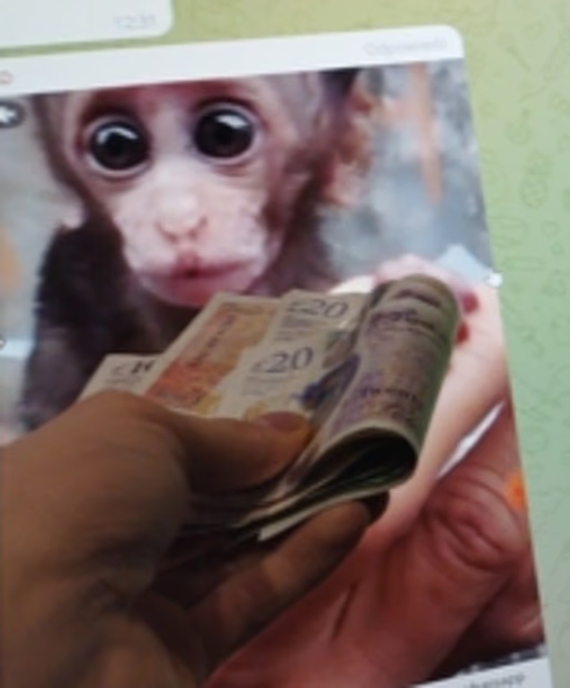 UnityNewsNet's tweet photo. The ringleader of an international network of monkey torturers has been jailed for more than three years – but will be freed after serving just one year.

Bartosz Poklek, 30 and currently lives in Bexley Heath, led an online 'cult' dedicated to torturing and killing the animals for entertainment, and distributed 'horrific' cruelty videos which sold for up to £375 a time.

Among his cruelty and torture, he wrote scripts for how the monkeys should be mutilated, dismembered and tortured, and directed the way they would be killed, including them being clubbed to death with a hammer while wearing a nappy.

Poklek is just the latest man to be sentenced in connection with the network.

Peter Stanley, of Knotty Ash, Liverpool, was jailed for 20 months in September 2024 for publishing obscene articles by sharing Facebook videos that showed the torture of baby long-tailed macaque monkeys.

Stanley, 44, was arrested following the broadcast of a BBC documentary, called The Monkey Haters, which uncovered the existence of streaming videos containing the torture of baby monkeys.

Two women were jailed at Worcester Crown Court for their involvement in the ring two months later.

Holly LeGresley, 41, of Kidderminster, was jailed for two years and Adriana Orme, 57, of Upton-upon-Severn, was locked up for 15 months.

They admitted publishing an obscene article and causing unnecessary suffering to animals.