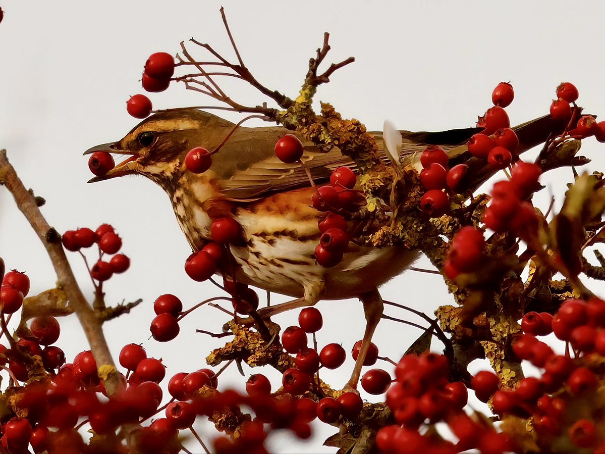 TomCadwallender's tweet photo. Redwing, a recent arrival from Scandinavia enjoying hawthorn berries near Alnmouth. https://t.co/OUxI9SG7aD