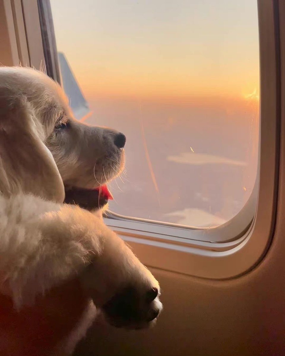 JuliaMillslv's tweet photo. 背中に背負ったミルクを犬が嬉しそうに見つめてる！ なんかかわいい1枚， https://t.co/wsEm7LtVCu