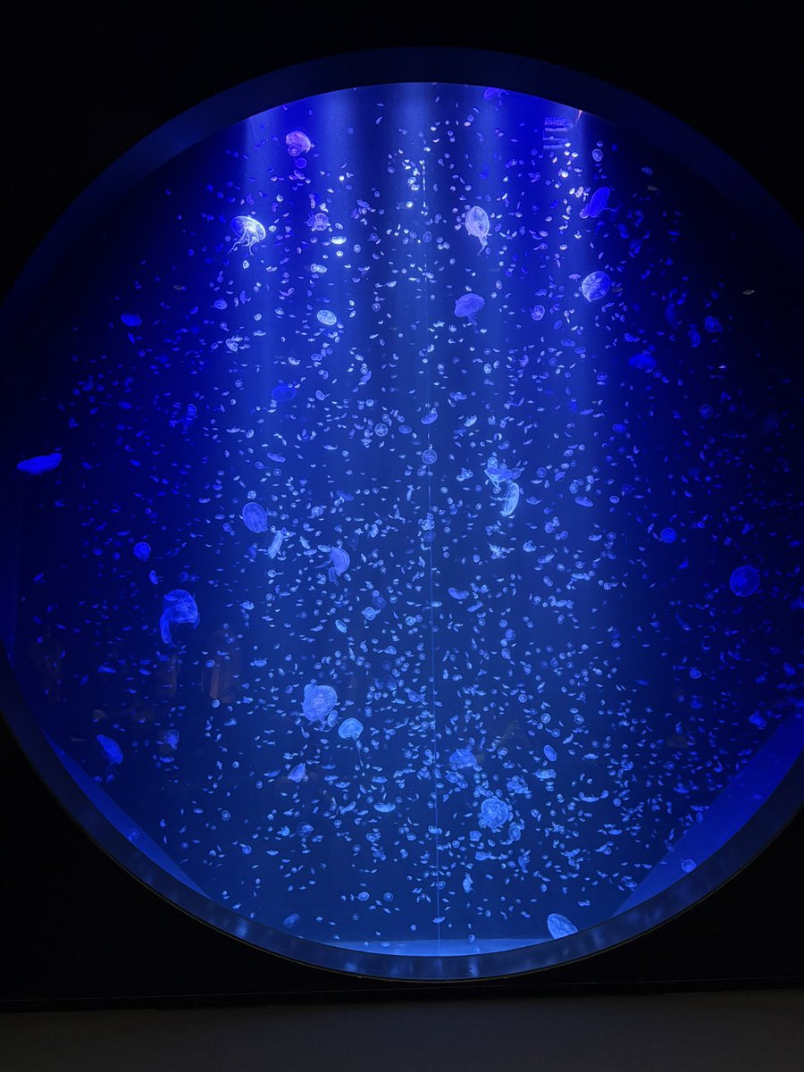 milk_pudding85's tweet photo. クラゲの水族館行ってきたよ〜 https://t.co/d091F8USC5