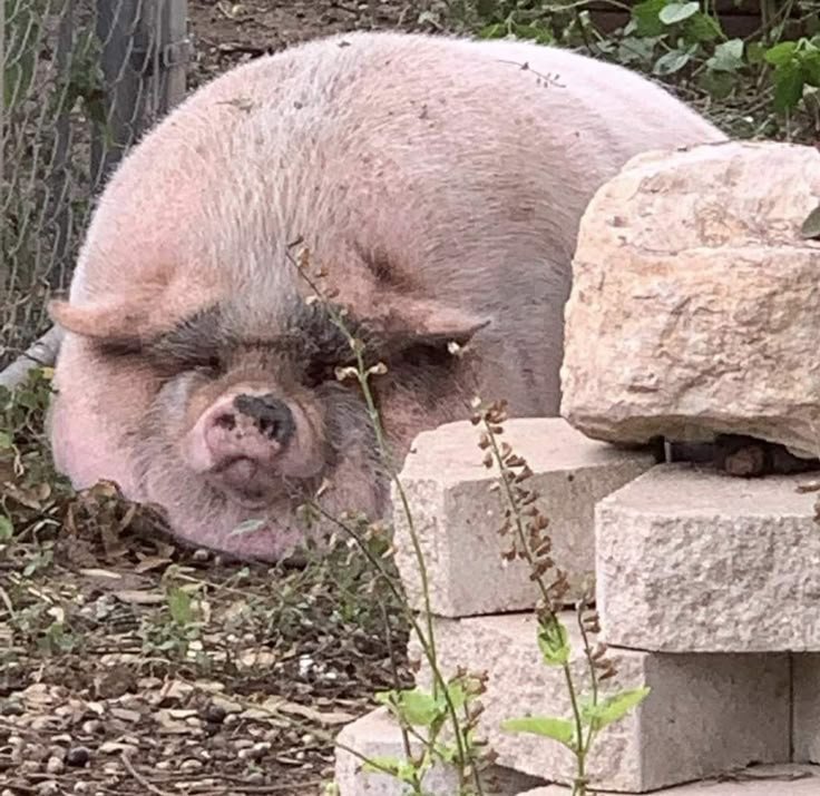 Scadu115's tweet photo. @chromnehearts Pig https://t.co/2UVPw8K48l