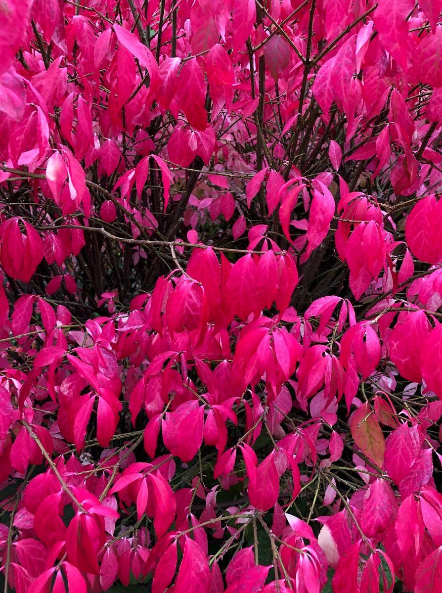 HelenIbbott's tweet photo. ..
😯 ~ “The varying hues of autumn.” ~
All photographed this week.
📱 My own.
🫶🏼 #VillageLife
🍂 #AutumnIsHere https://t.co/cQEsAnQqlo