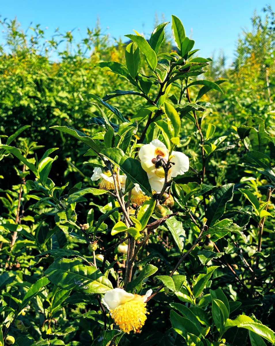 warabe_show's tweet photo. お茶の花🌼
お茶の花は茶葉生産の為、
栄養が分散しない様、摘み取られてしまいますが、農家さんが手放した荒地の茶畑にはこの秋、毎年満開の白い花が咲きます。
　　　　　　撮影　童晶 https://t.co/tS9qJAk2C0