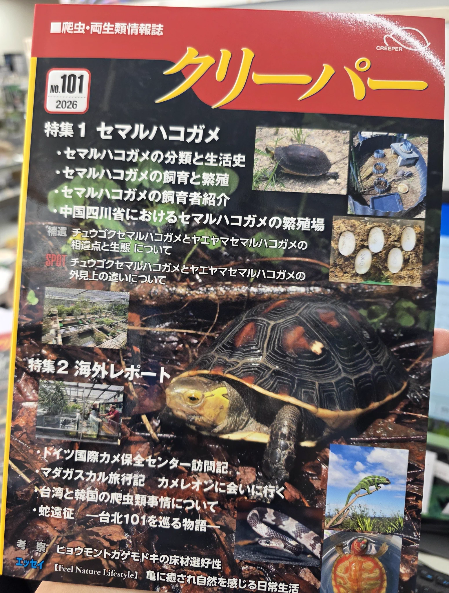 かねだい本町田店 観賞魚、爬虫両生類、小動物、用品部門 on X