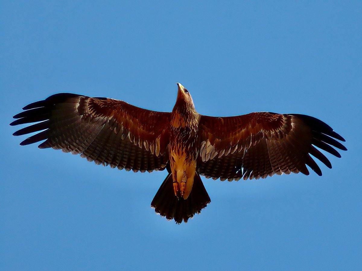 TomCadwallender's tweet photo. #WorldMigratoryBirdDay Lesser Spotted Eagle migrating south through Ras Mohamed Nature Reserve, Egypt. https://t.co/vcbxNktrGN