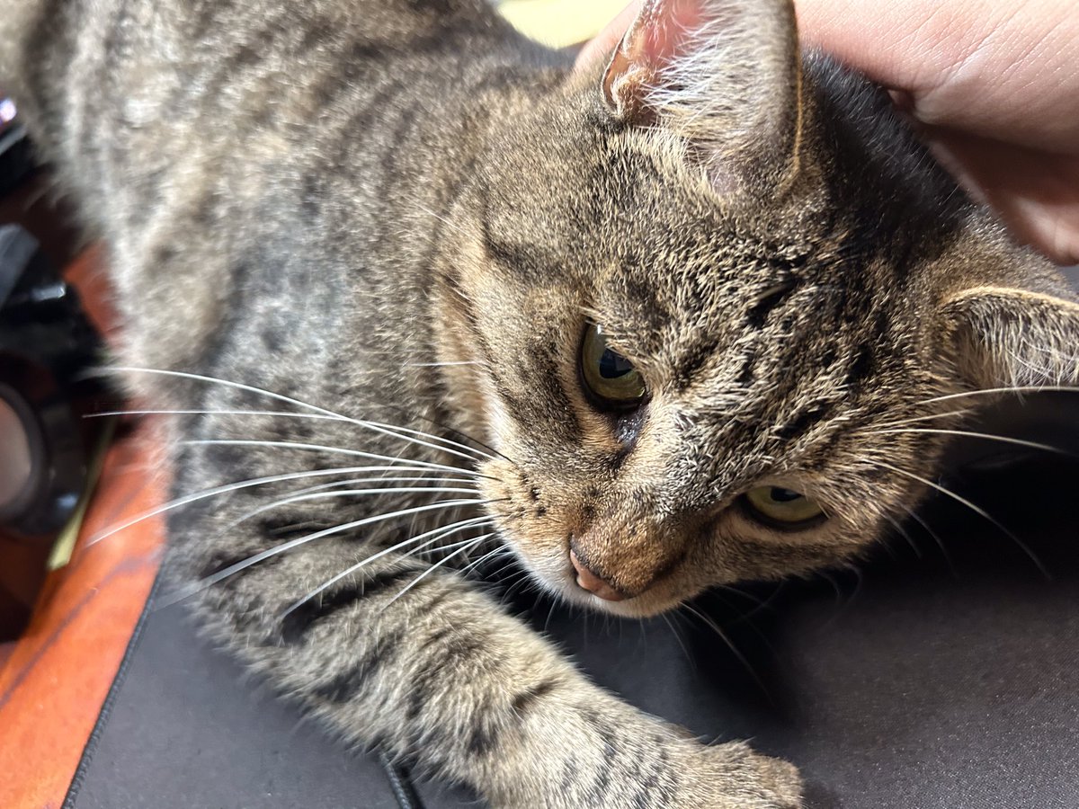 kurofune_studio's tweet photo. 横入り
(みはる)
#猫 #cat #猫社長 #猫のいる会社 #cute https://t.co/BJzNoFroeb