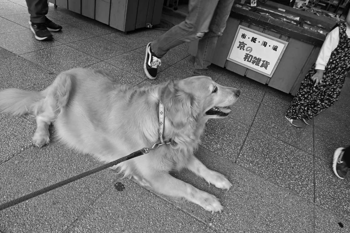 babooshkatan's tweet photo. 『たまにはワンコも・その１４０』。 https://t.co/ZdYJBUHtcD