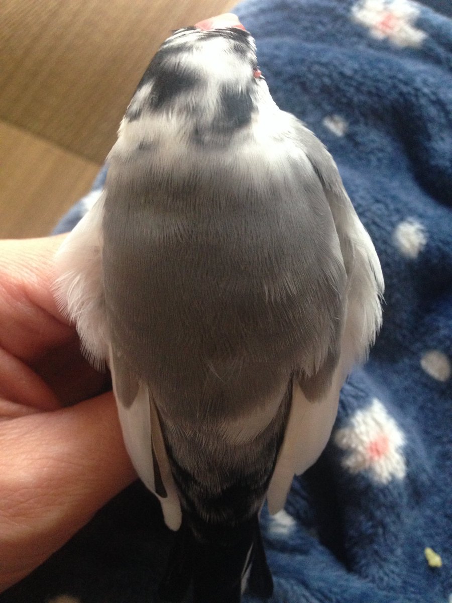 buntukakun's tweet photo. 文鳥がリラックスした時に身体周りにヒラヒラが出来るんですが
それをエンガワと呼ぶ事をXを再開してから知りました🐧
それまで我が家では羽根つき餃子状態と呼んでいました😅
写真は先代のピヨタのエンガワ(ちょっとメンダコにも見えたりして😂

#文鳥
#文鳥のいる暮らし https://t.co/HgUSeFRpFR