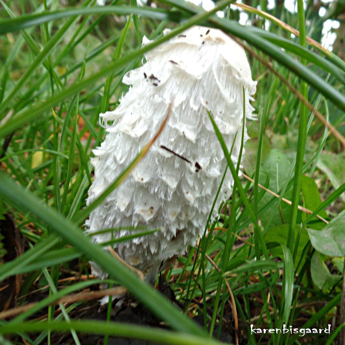 KarenBisgaard1's tweet photo. https://t.co/FBojgpNNs3
#inkcap #mushroom #autumn https://t.co/tIsdG70eou