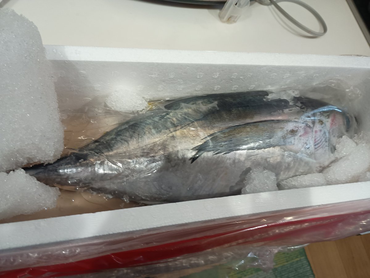 Saranatear1's tweet photo. ふるさと納税キハダマグロ1本が返礼品
興味本位で頼んだら･･･

普通家庭で食べ切れる大きさじゃない
とりま旦那に捌いて貰う

(私がやるとサバイバルナイフ持ち出す危険人物の為) https://t.co/pRtNmXk0f4