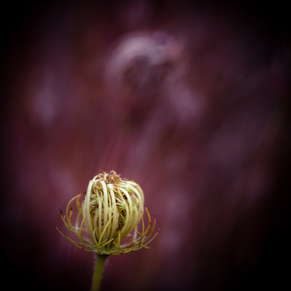 VIV_boho's tweet photo. #fallcolors #autumnbeauty
#Canon EF100mm f/2.8 Macro USM https://t.co/7vnM74FAm2