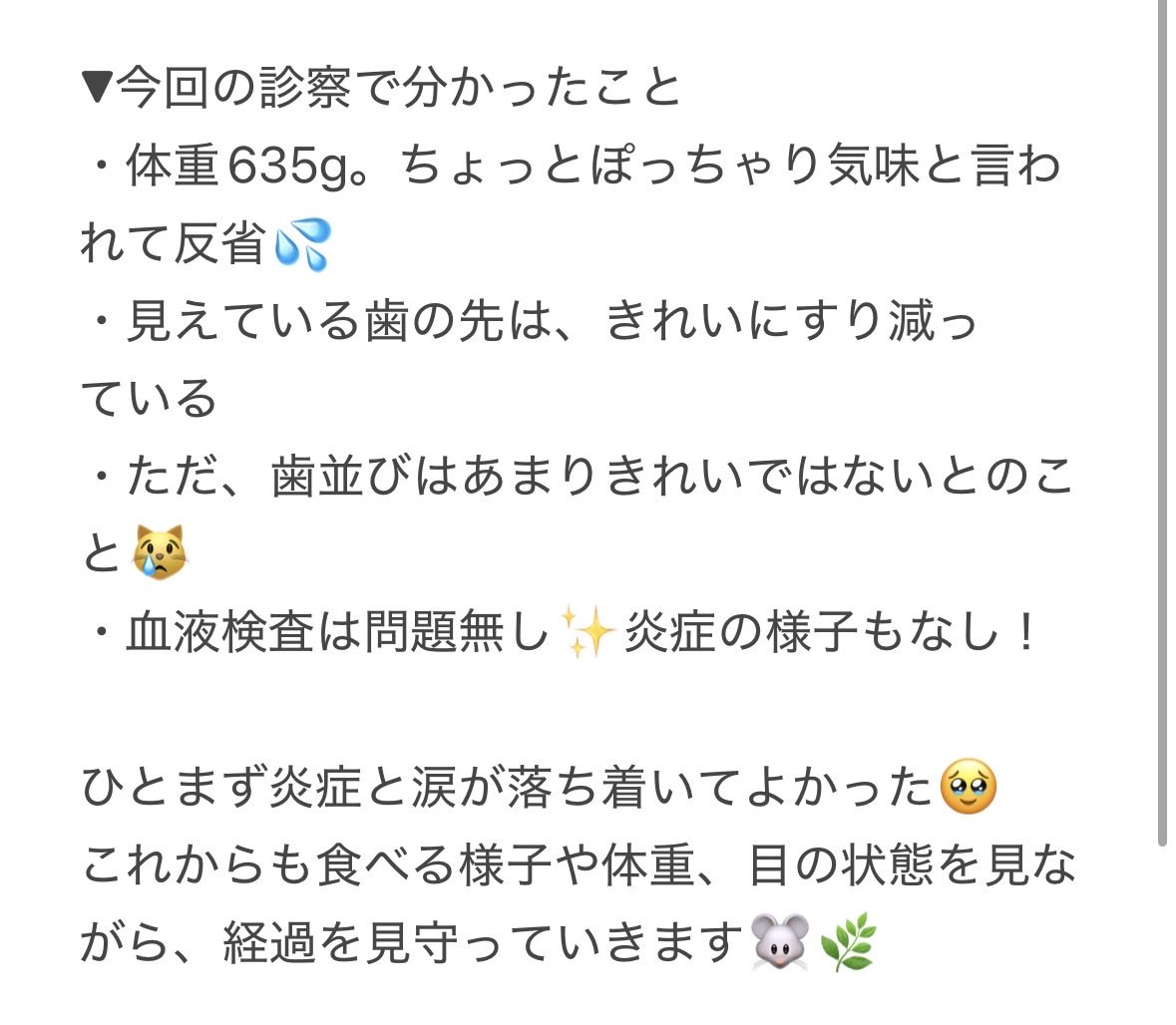 sisimaru0429's tweet photo. ししまる、今日の診察の経過報告です🐭🩺

歯肉の炎症と涙が落ち着いて、ご飯も普段通り食べているので、ひとまず安心🥹✨
歯根については引き続き経過観察となりました。

診察で聞いたことを画像にまとめました！
チンチラ飼いさんの参考になれば！ https://t.co/jhrharKoYl
