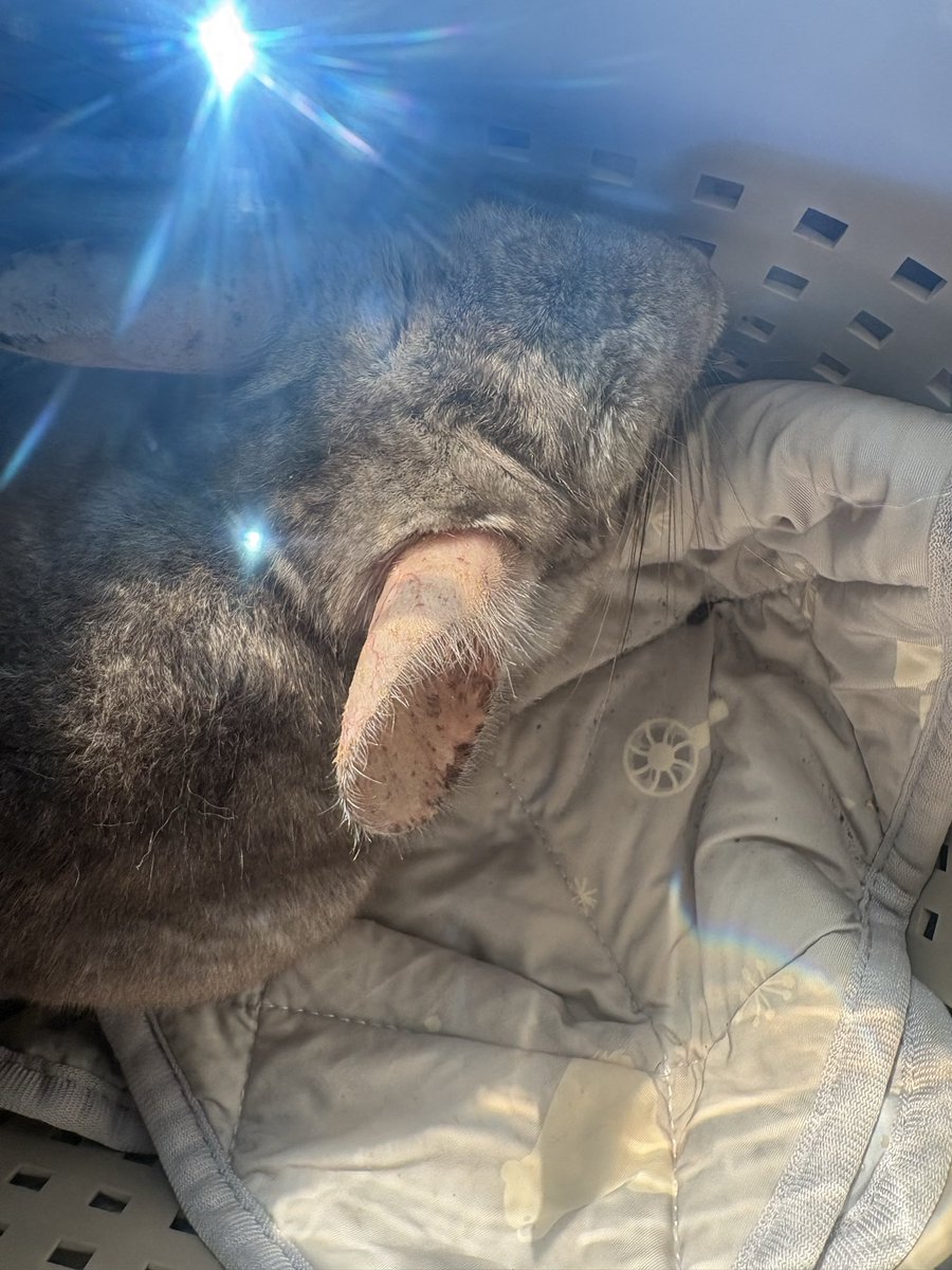 sisimaru0429's tweet photo. ししまる、今日の診察の経過報告です🐭🩺

歯肉の炎症と涙が落ち着いて、ご飯も普段通り食べているので、ひとまず安心🥹✨
歯根については引き続き経過観察となりました。

診察で聞いたことを画像にまとめました！
チンチラ飼いさんの参考になれば！ https://t.co/jhrharKoYl
