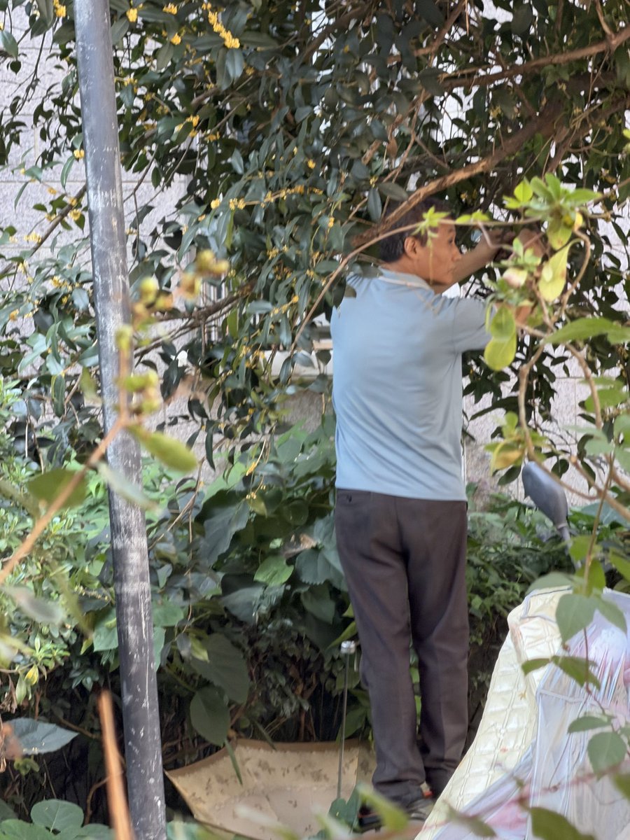 Yolibaby_'s tweet photo. Wake up in the morning walk my dog 
Saw a men pick the public flowers i said stop ✋ don’t do that he won’t listen he just ruined public Profumo che cazzo any police 👮 catch him ahhhhh https://t.co/wHTnODtKZX