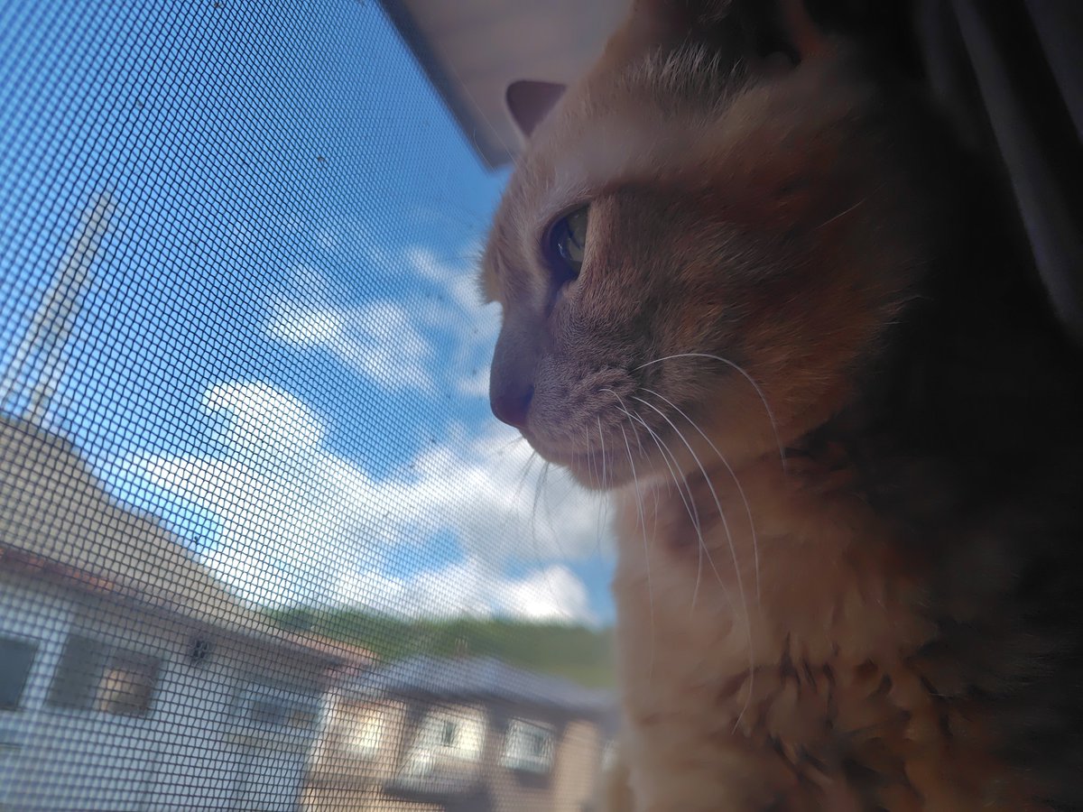 hatuse_amane's tweet photo. 空と猫と
#猫 https://t.co/FT1Tms7zTc