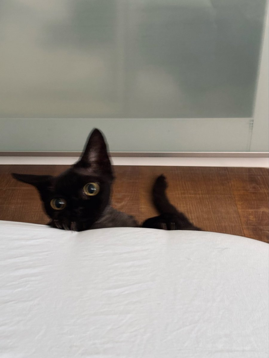 yoru_devon_rex's tweet photo. ガンギマリ https://t.co/65iHzi4ae8