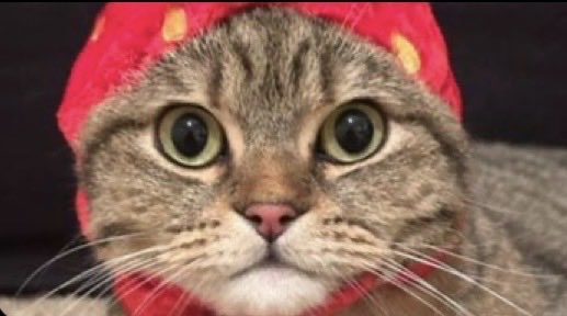Peterzlowh's tweet photo. Cat Zsn is here and solana:5Jr9hGmJgxBRjjF8XGcGgQzXUdsbpZNNMpigEv8Wpump looking primed for a huge run 👀 Cate lovers can come and see what MUSHU has cooking https://t.co/G1T64uiPX8