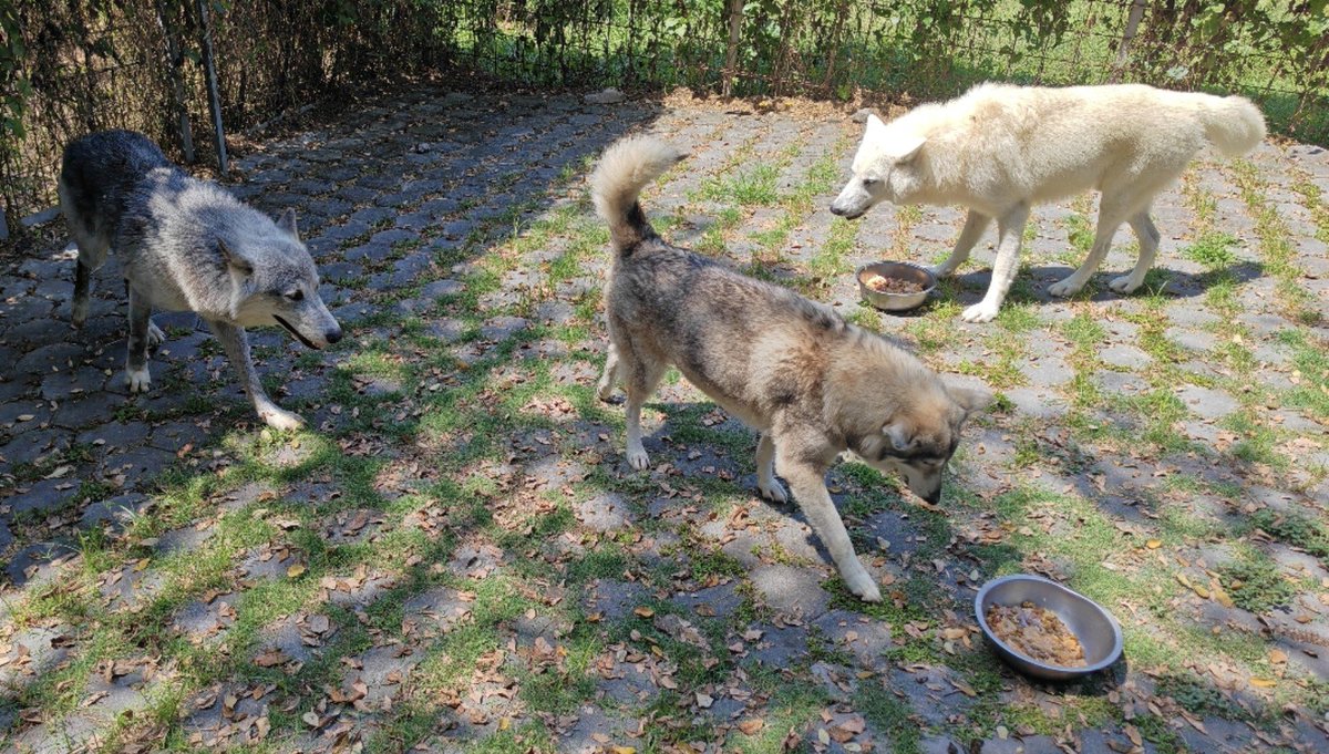 Gyrowoof's tweet photo. Day out with wolf pats, interactions, feeding and washing the Grey and Arctic wolves at the #bali #alphawolflodge. One of few places you can interact with real pure wolves and wolfdogs! #nuana #GyroTravels https://t.co/BCAp4WyuTG