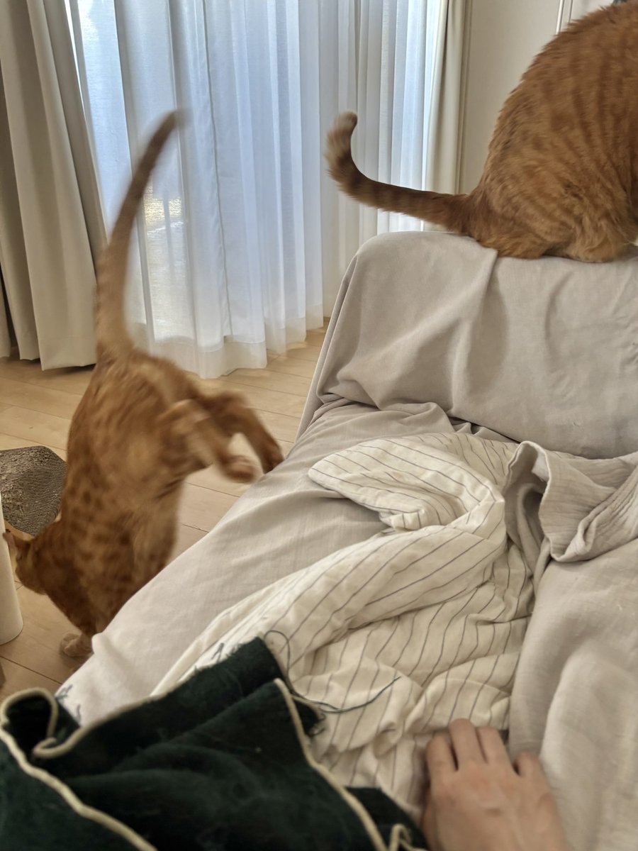 chairoiomochi2's tweet photo. 安眠邪魔されﾎﾞｰｲ
ｶﾜｲｲ https://t.co/zayPfIUkd0