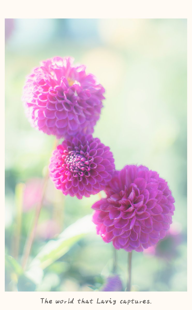 laviy_photo's tweet photo. 家族みたい https://t.co/QquPqSSYqk