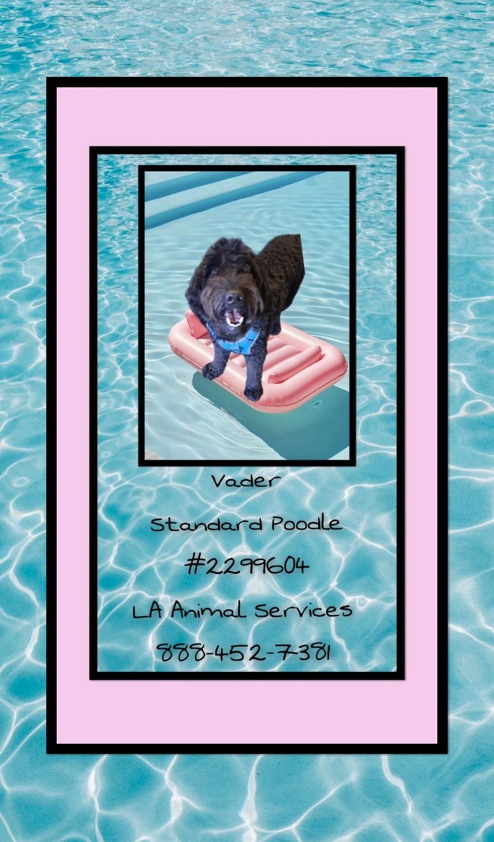 WestEndLondon8's tweet photo. Any Standard Poodle lovers in Southern California? @LACityPets
#Poodle #California #Orange #SoCal #Pasadena #Malibu #Hollywood #Ventura #WoodlandHills #Anaheim #Riverside #Beach #Pacific #Marina #Rancho #SantaMonica #Oceanside #ShermanOaks #ThousandOaks #SanPedro #CostaMesa https://t.co/knkr4NsmsT
