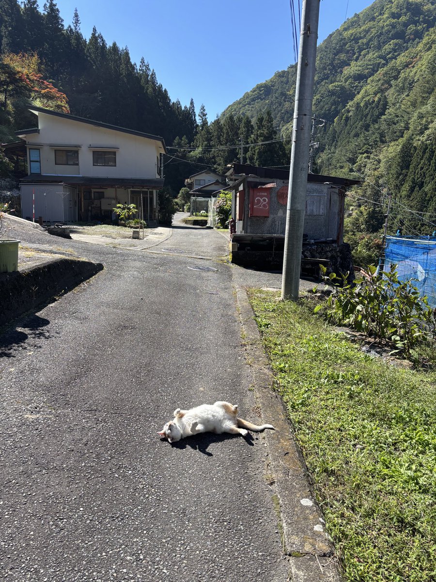 don_guri_gura's tweet photo. 秋晴れ 行楽日和。猫落ちてる https://t.co/5Hhqira1zF