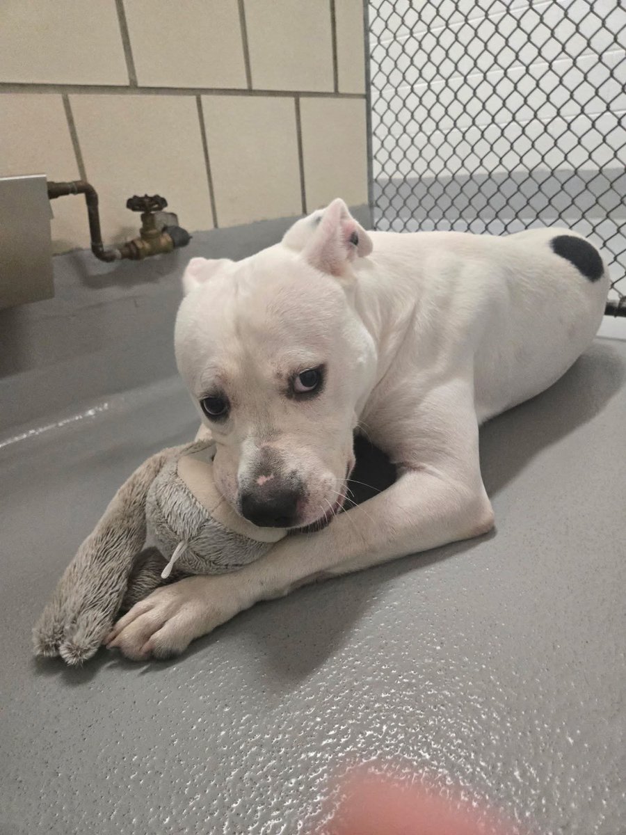 Aroarah14's tweet photo. ‼️🚨 BEING EUTHANIZED 10/09🚨‼️ gave him a stuffy to play with before he is EUTHANIZED. Owner threw him out to starve  SpongeBob is the sweetest boy He deserves better than to be walked to the back tomorrow with his stuffy.😔

#AC4978 SpongeBob 

Rockdale County Ga AC https://t.co/0DdRO6ELj8