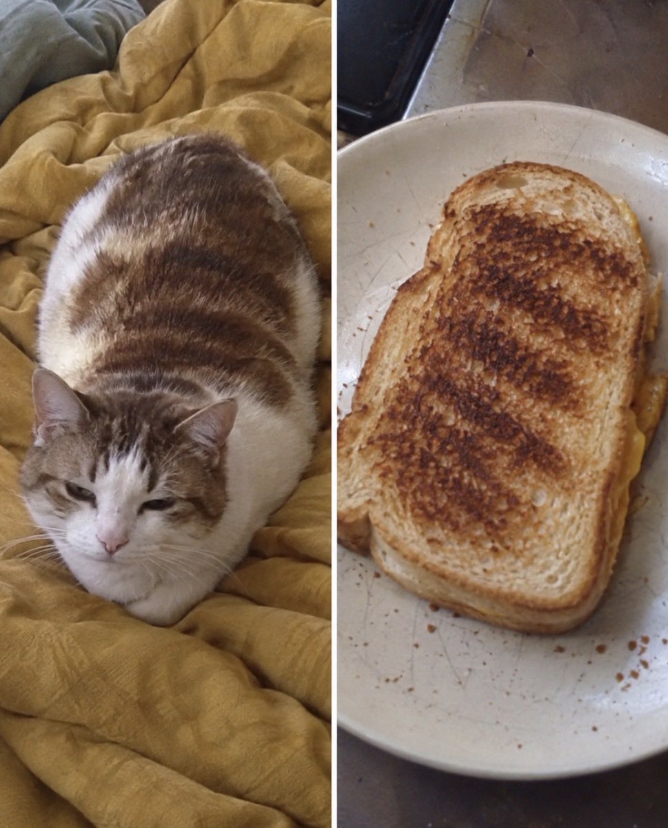 hardcatmemes's tweet photo. https://t.co/5ZN5HLv0vY