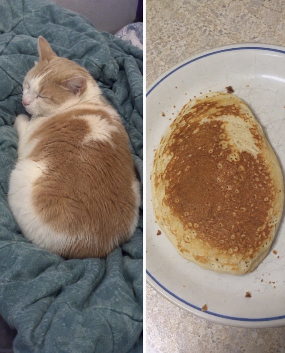 hardcatmemes's tweet photo. https://t.co/5ZN5HLv0vY