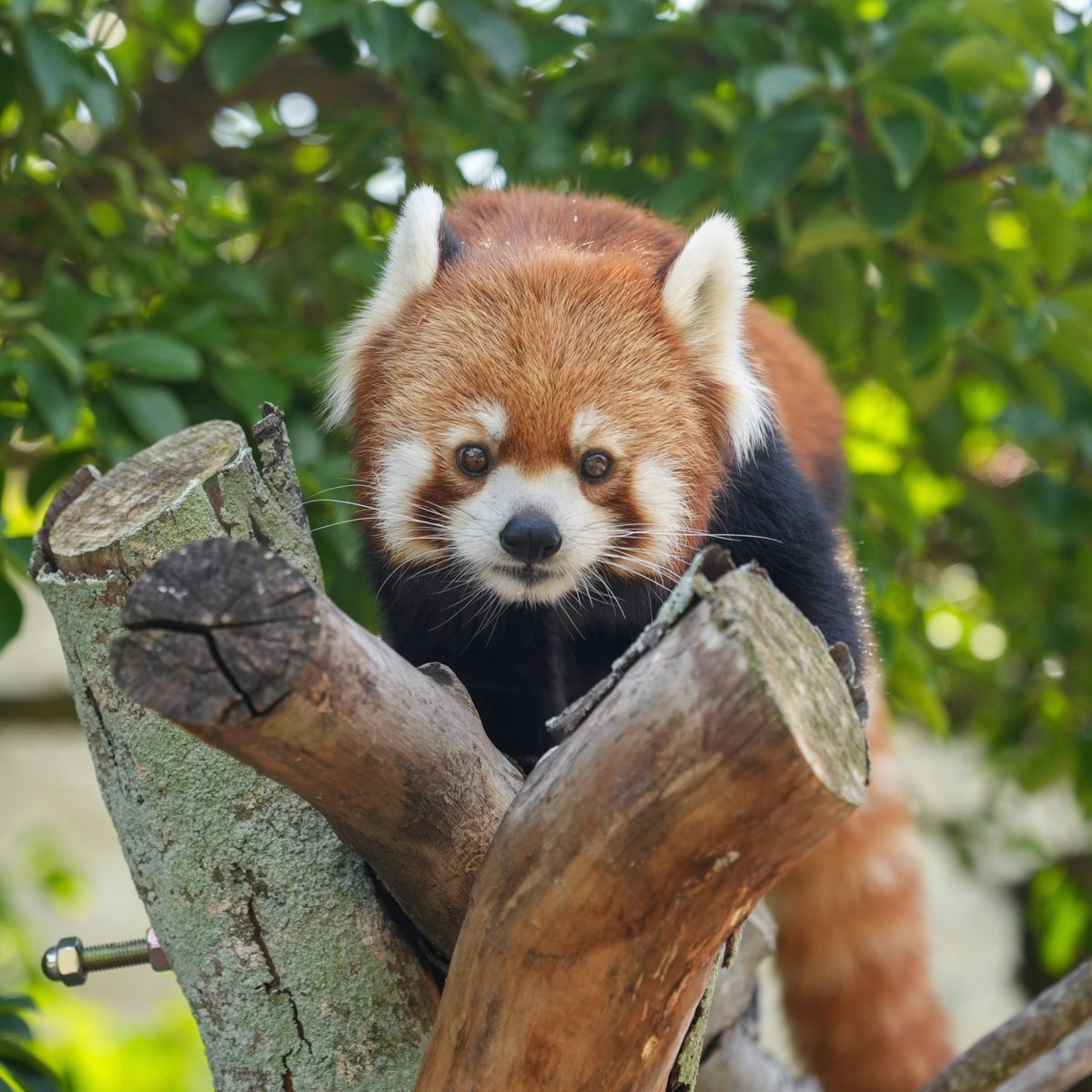 tabukkoy's tweet photo. 姉妹そろって目ヂカラ美パンダ
(2026.10.1 撮影)
#九十九島動植物園森きらら #森きらら #レッサーパンダ #メイファ https://t.co/nIEmJKhUSj