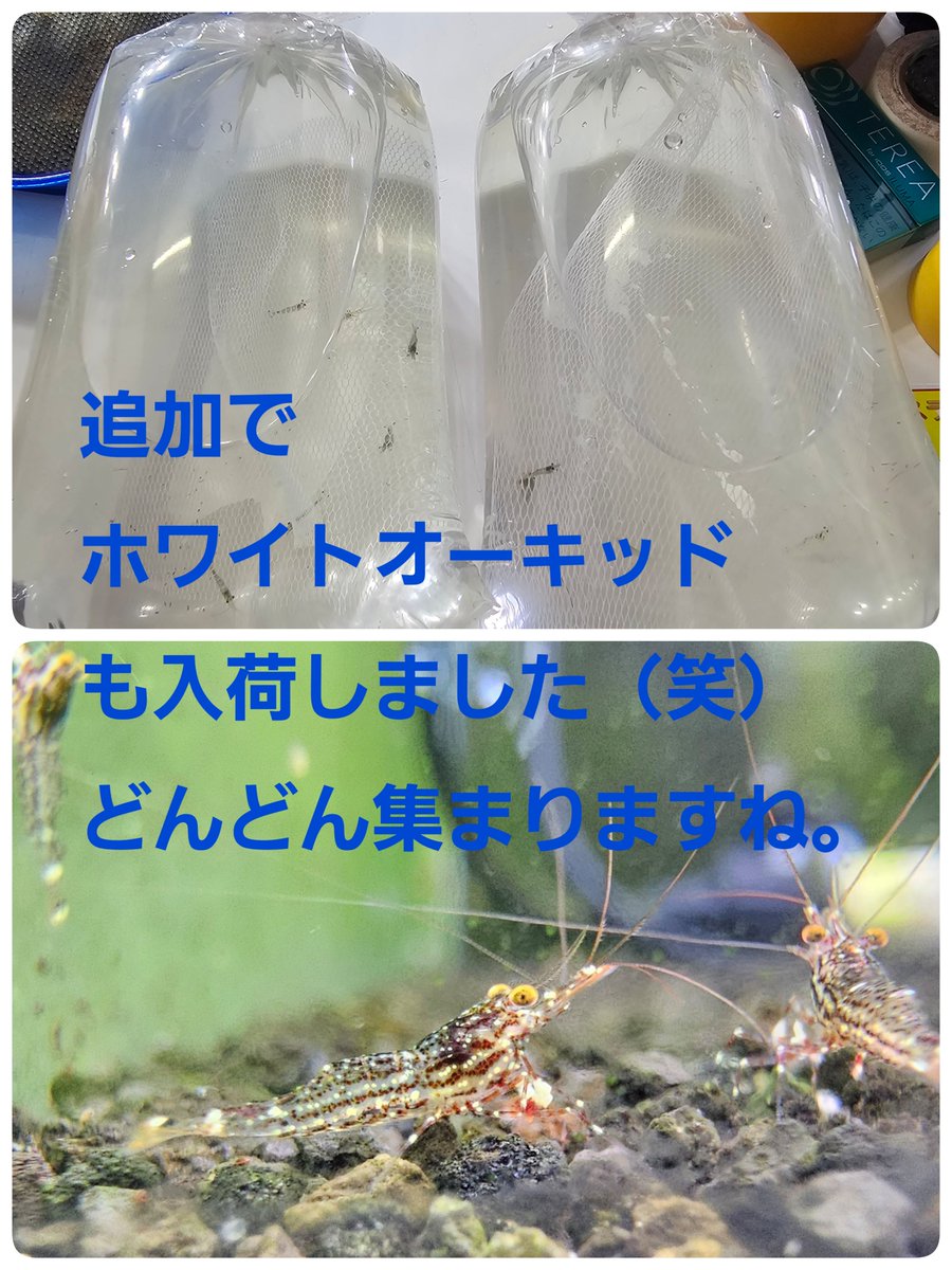 renge5266's tweet photo. おはようございます👋
よい天気です🌞
本日より
🦐『スラウェシシュリンプフェア』🦐
まだ誰も来ていませんが…💦
12時から抽選会となります

追加の🦐もありますし
数も沢山居ますので
ゆっくり来ても色々と選べると思います（当たりは無くなりそうですが😌

では本日からの3連休
お待ちしてます🙆 https://t.co/lRRTfs5Pjt