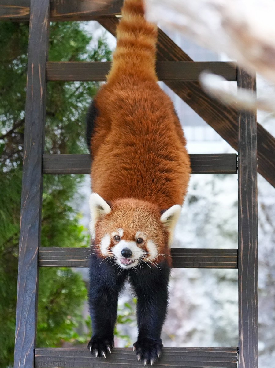 tabukkoy's tweet photo. さかだち〜
(2026.10.1 撮影)
#九十九島動植物園森きらら #森きらら #レッサーパンダ #メイファ https://t.co/bcLINS4FPa