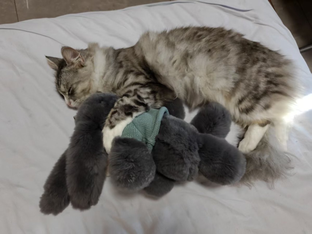 ShaoNagi's tweet photo. 小猫抱小兔，小猫爱睡觉，可爱捏！
#catlovers https://t.co/WJXAlX7Zzw