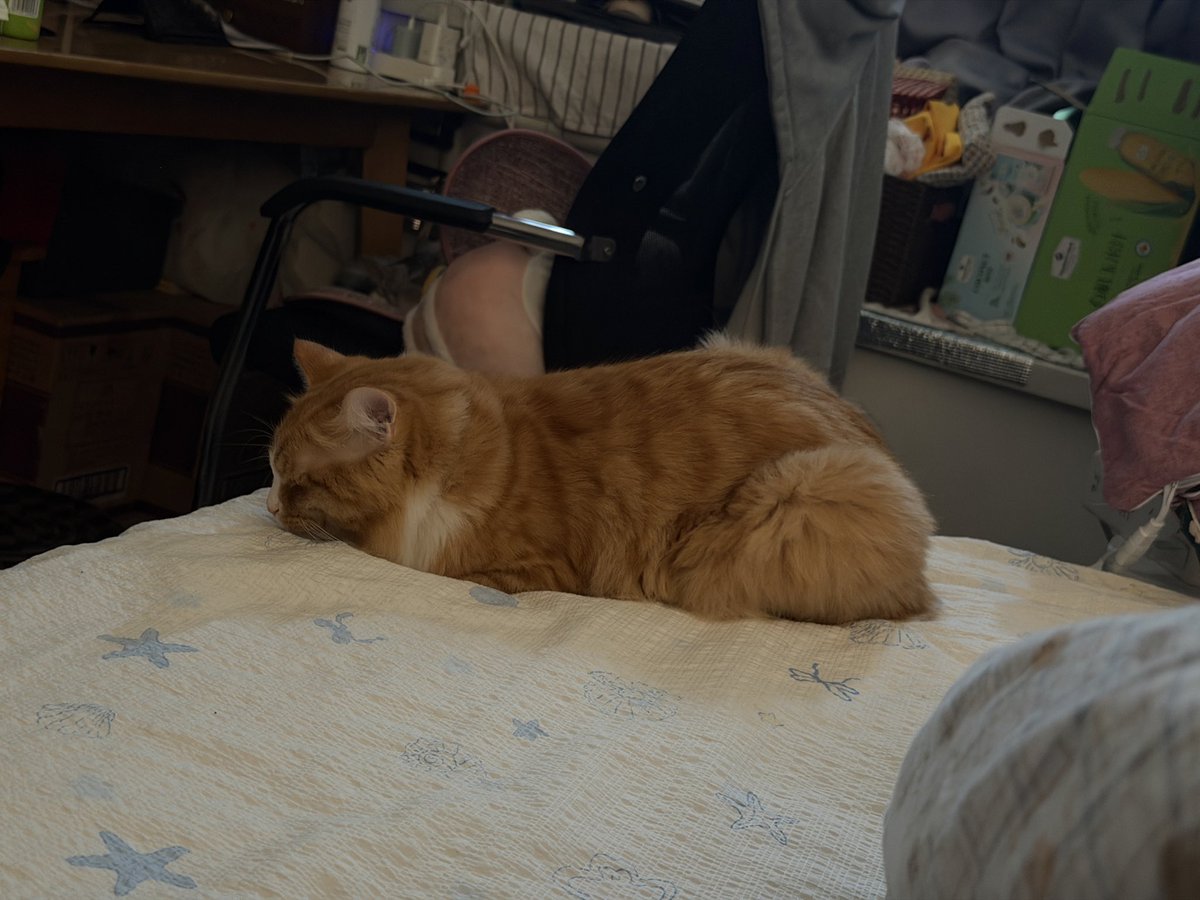 ShaoNagi's tweet photo. 小猫抱小兔，小猫爱睡觉，可爱捏！
#catlovers https://t.co/WJXAlX7Zzw