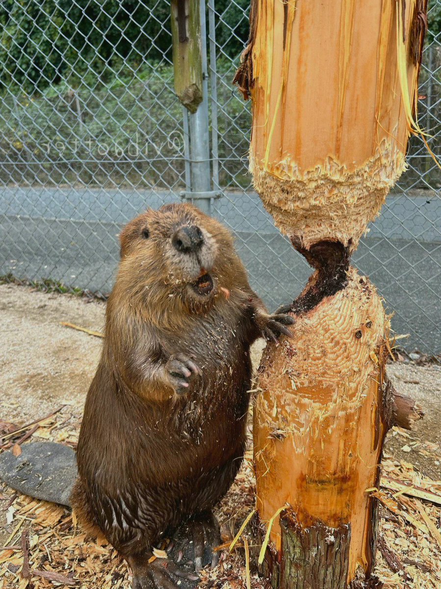 coopermichsvw's tweet photo. This beaver is really proud of his work.
#MinimalistDesign https://t.co/De2AmcAHEA